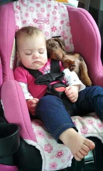 dachshund sleep with child