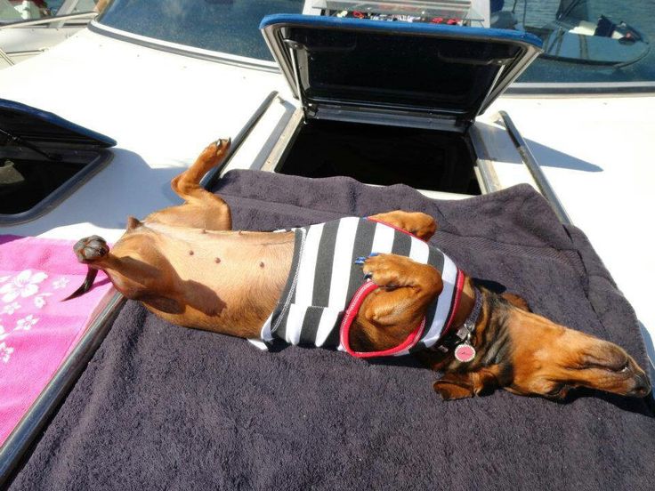 sunny days dachshund
