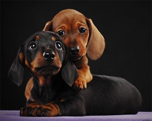 cute puppies awesome pics