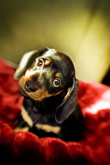 duchshund puppy cute