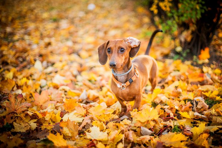 autumn dog cute nature
