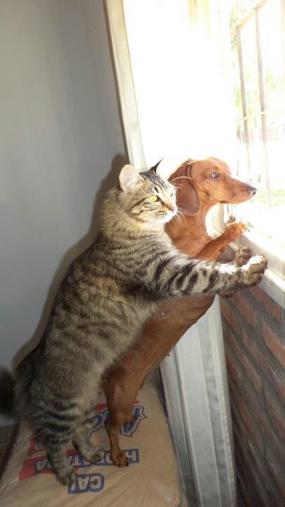 dachshund cats kitty window